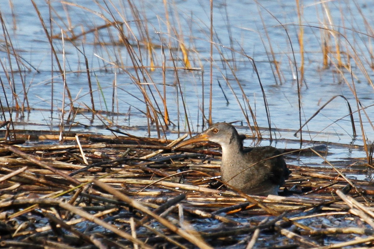 Clapper Rail - ML508003941