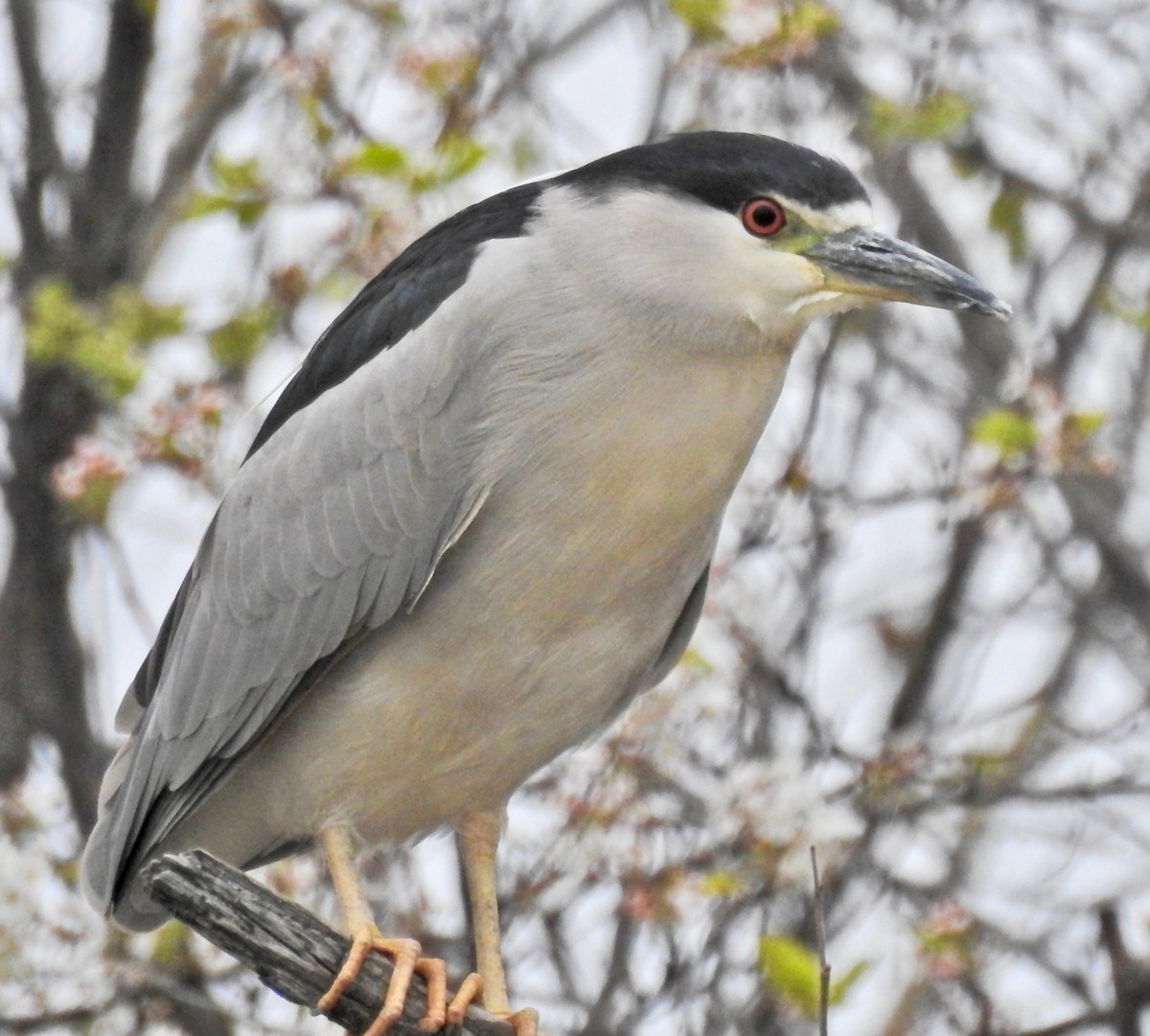 Black-crowned Night Heron - ML50800531