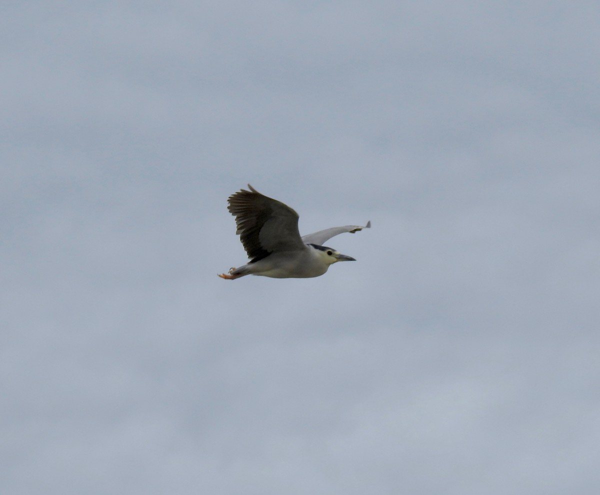 Black-crowned Night Heron - ML50800611