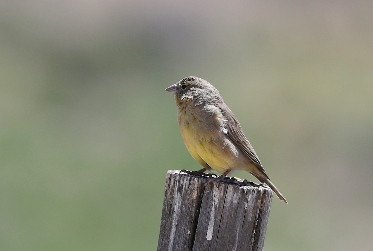 Greenish Yellow-Finch - ML508007541