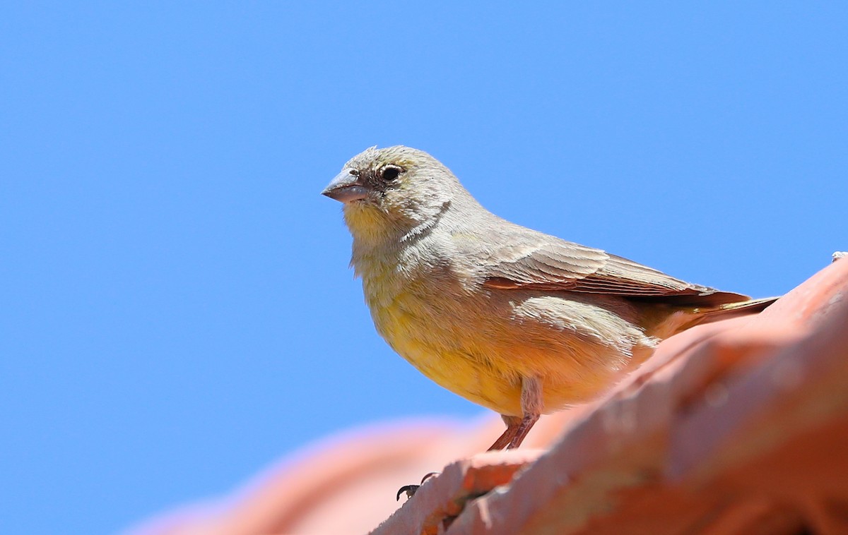 Greenish Yellow-Finch - ML508007551