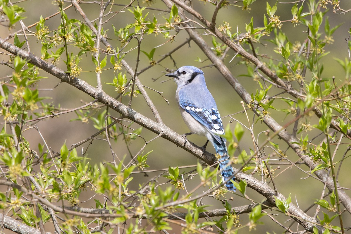 Blue Jay - Kalpesh Krishna
