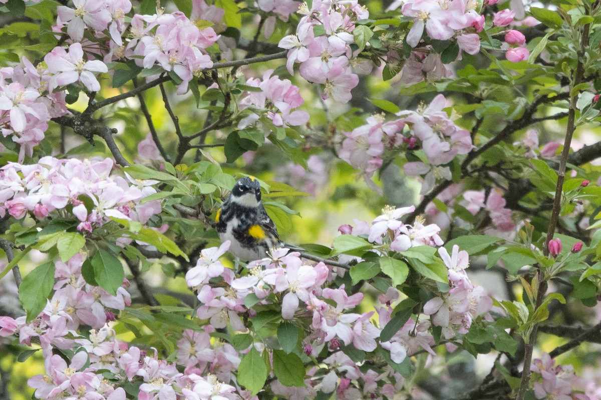 Yellow-rumped Warbler (Myrtle) - Kalpesh Krishna
