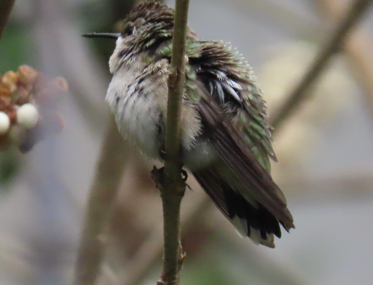 Black-chinned Hummingbird - ML508008581