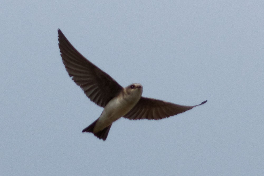 Pale Martin - ML50800991