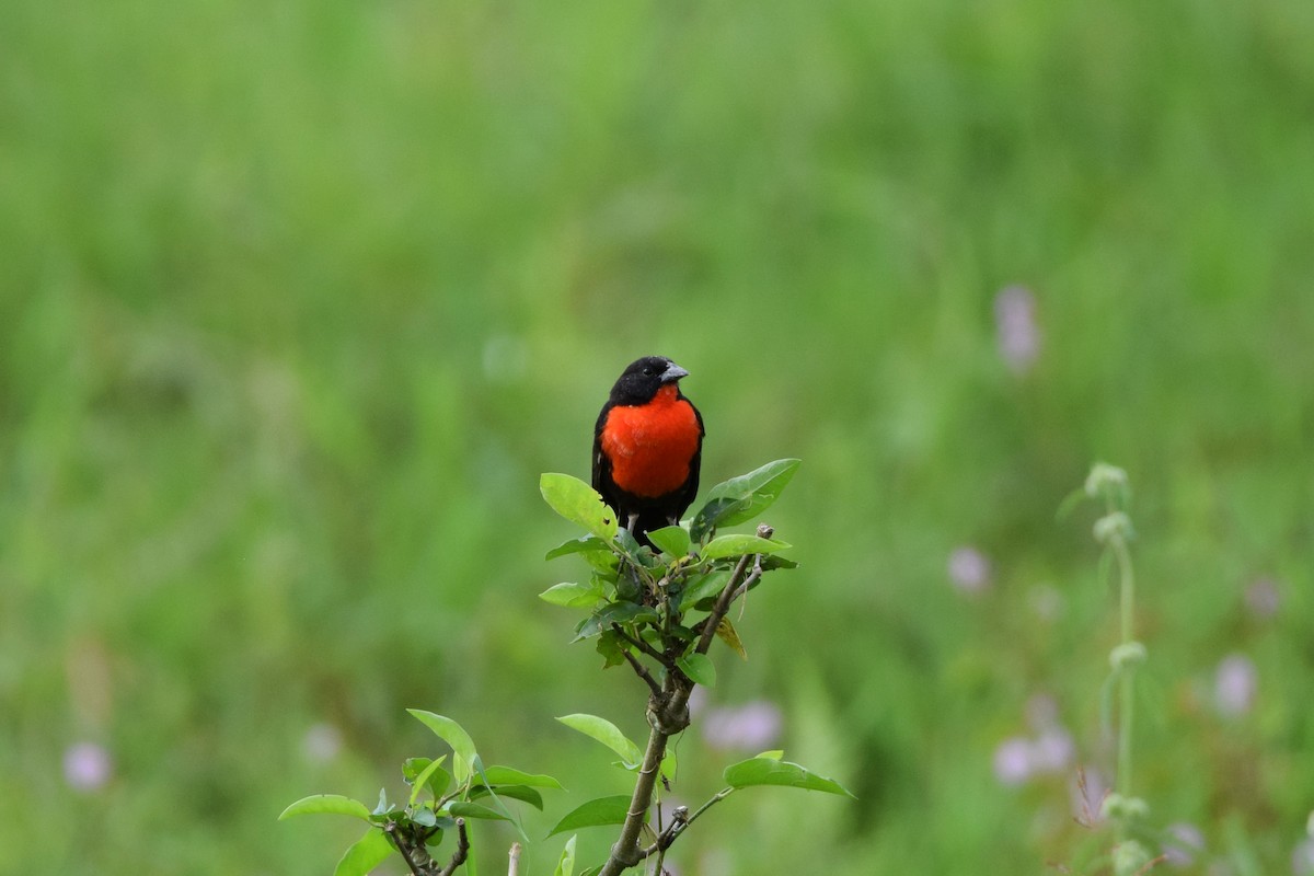 Red-breasted Meadowlark - ML508010081