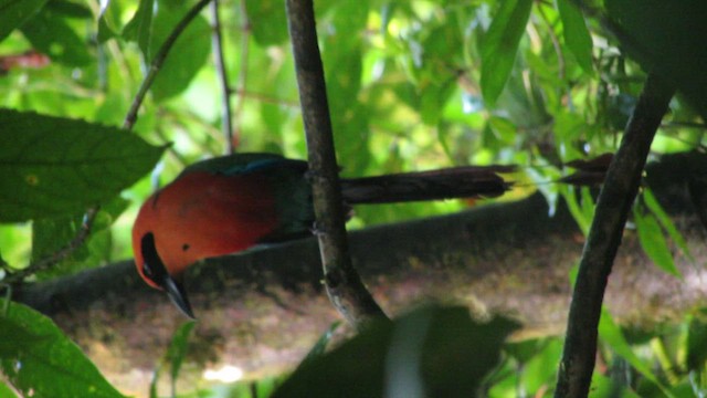 Zimtbrustmotmot - ML508010291