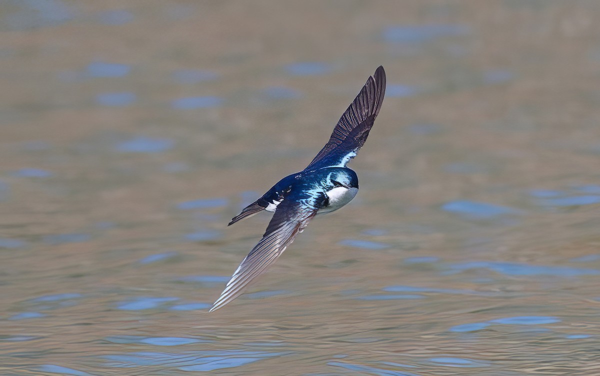 Golondrina Bicolor - ML508011061