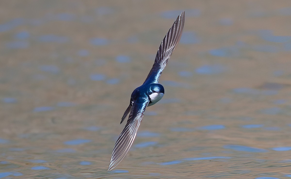 Tree Swallow - ML508011081