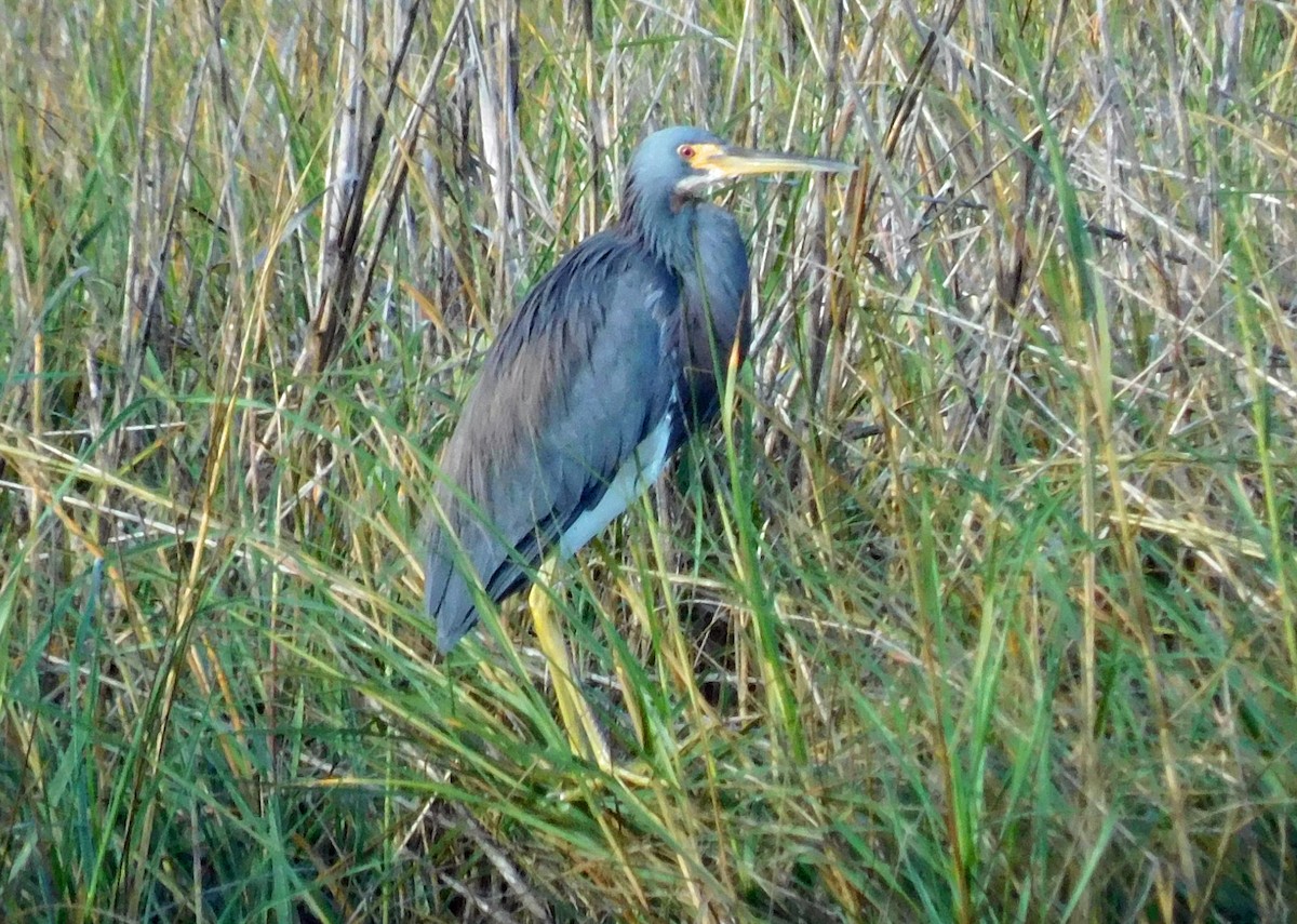 Tricolored Heron - ML508011151