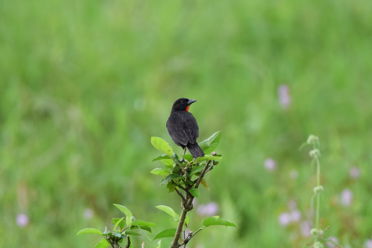 Red-breasted Meadowlark - ML508012111