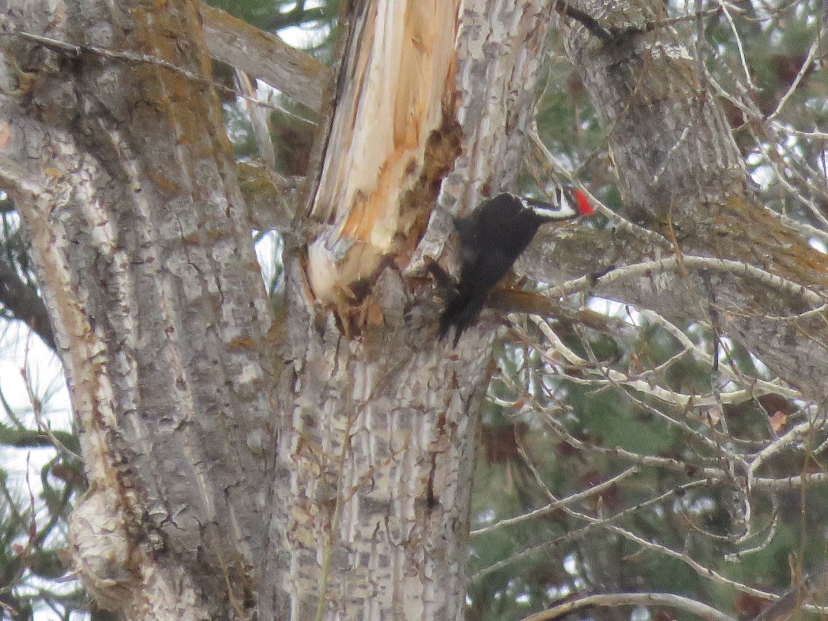 Pileated Woodpecker - ML508012371