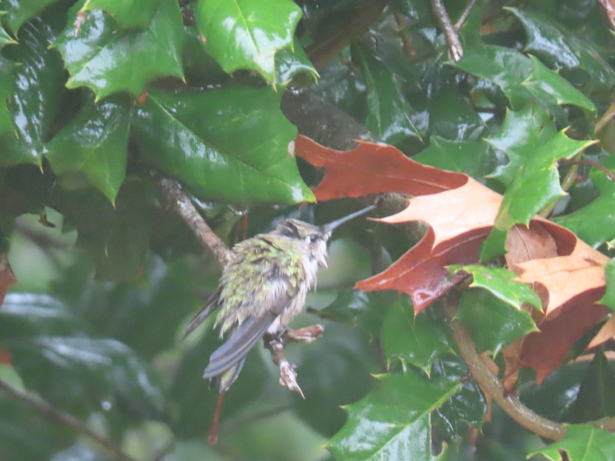 Black-chinned Hummingbird - Jesse Grantham