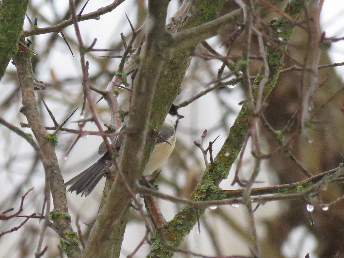 Black-capped Chickadee - ML508012581