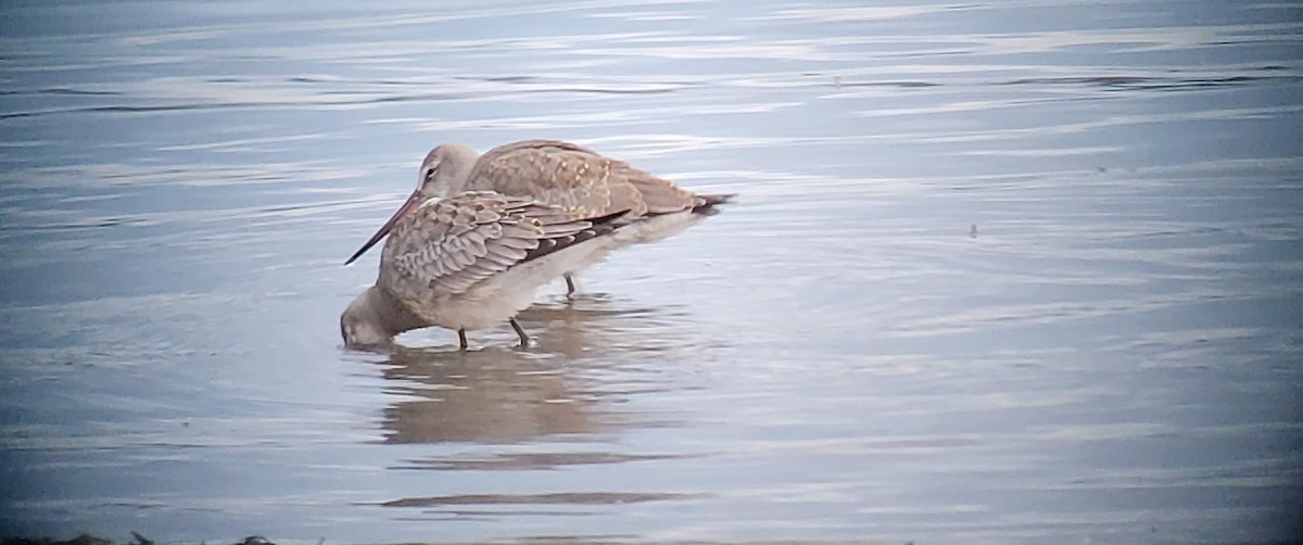 Hudsonian Godwit - ML508012611