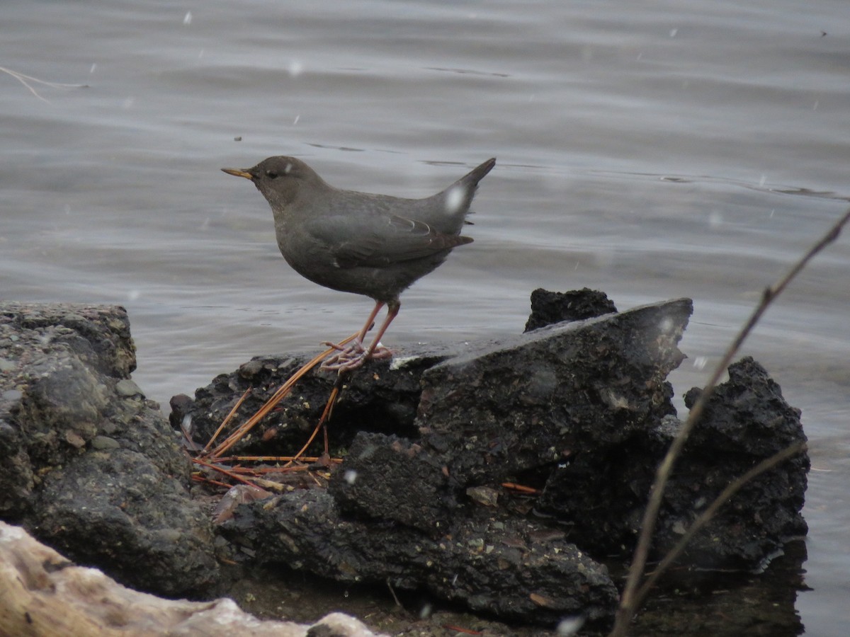 American Dipper - ML508012681