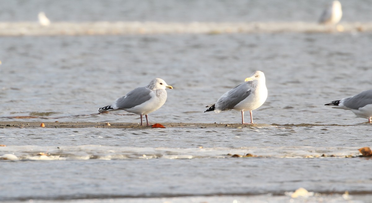 Iceland Gull (Thayer's) - ML508013701