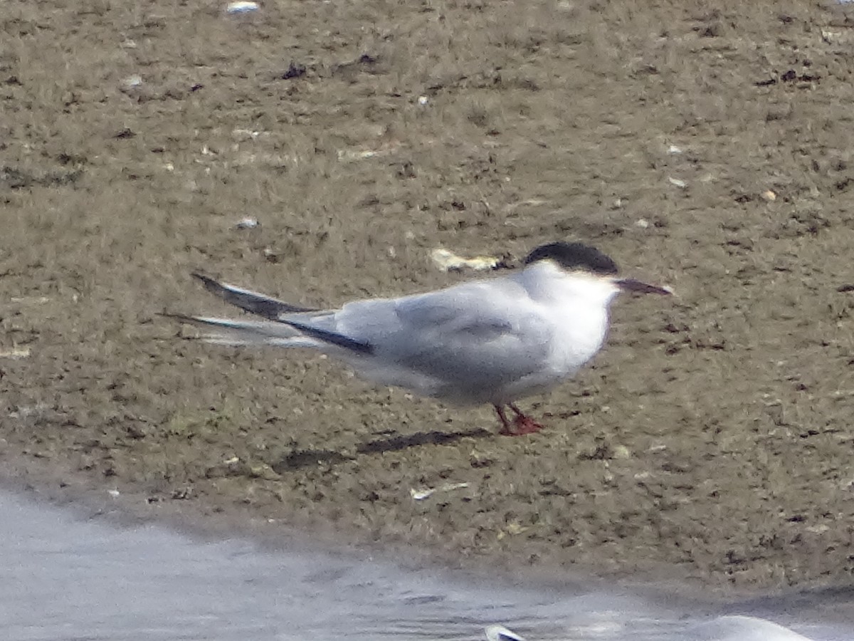 Common Tern - ML508015081