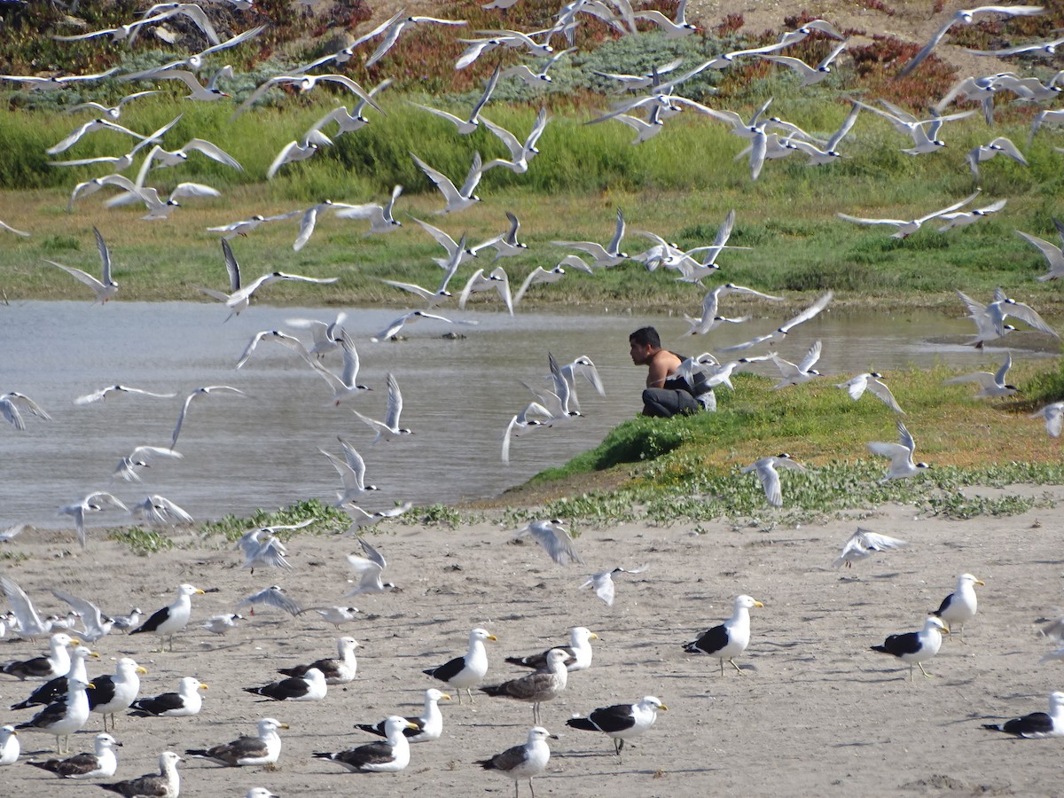 Common Tern - ML508015101