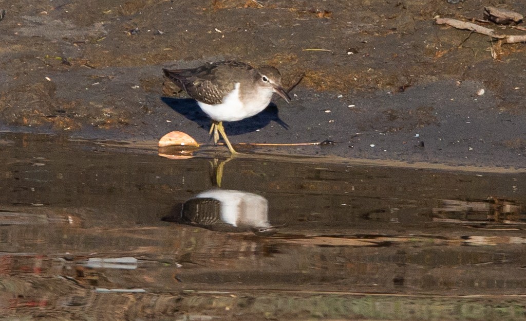 Spotted Sandpiper - Timothy Aarons
