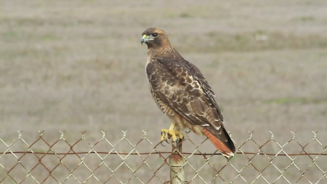 Red-tailed Hawk - ML508018241