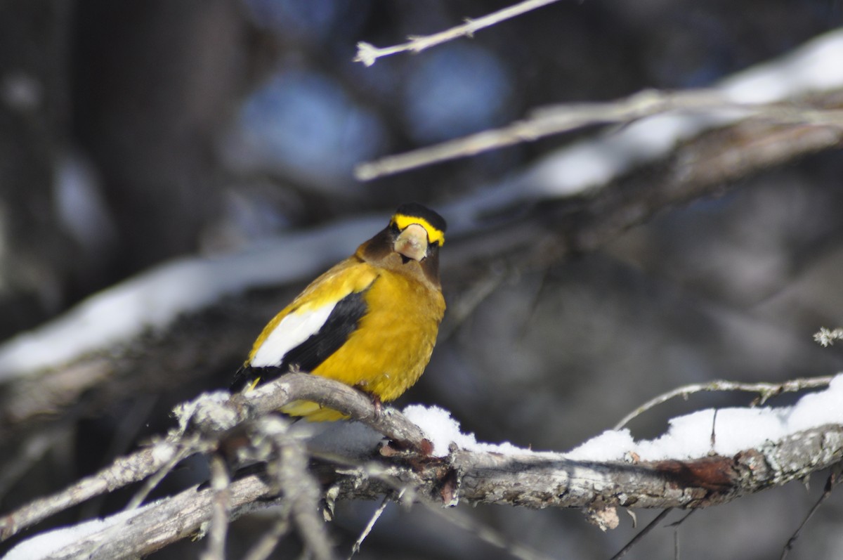 Evening Grosbeak - Ethan Gosnell