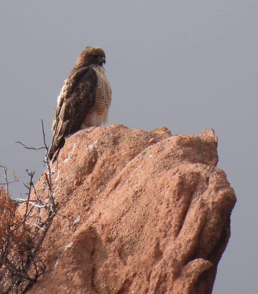 Red-tailed Hawk - ML508018981