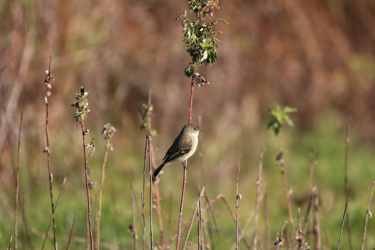 Eastern Phoebe - ML508019141