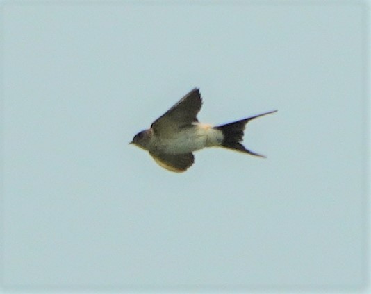 Red-rumped Swallow - ML508019971