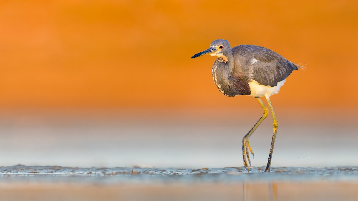 Tricolored Heron - Ryan Sanderson