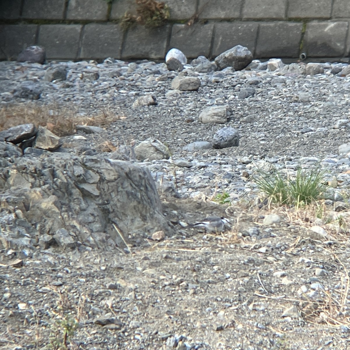 Хөх цэгцгий - ML508020531