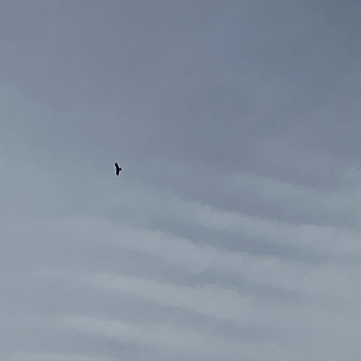 Black Kite (Black-eared) - ML508020591