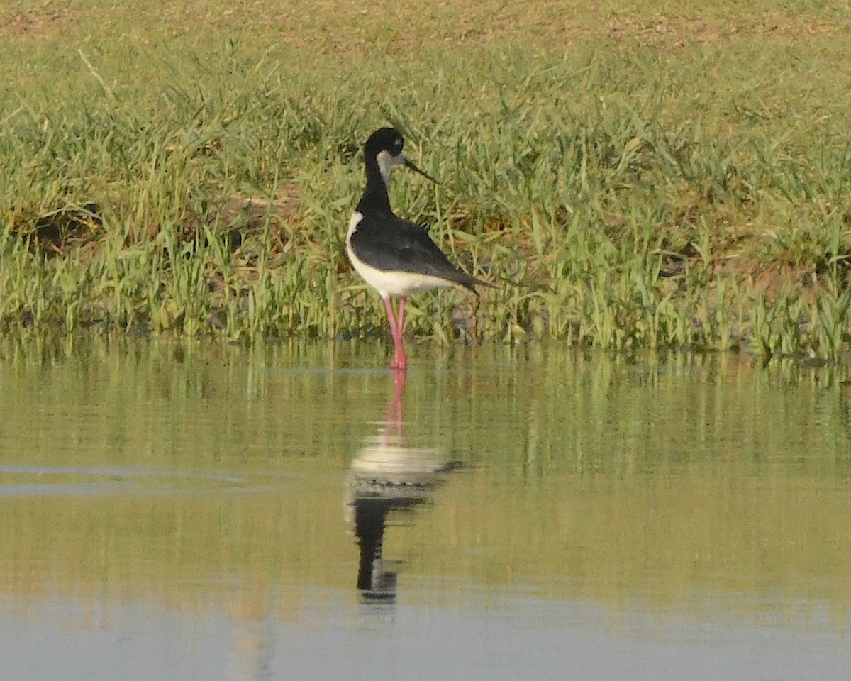 Schwarznacken-Stelzenläufer - ML508021011