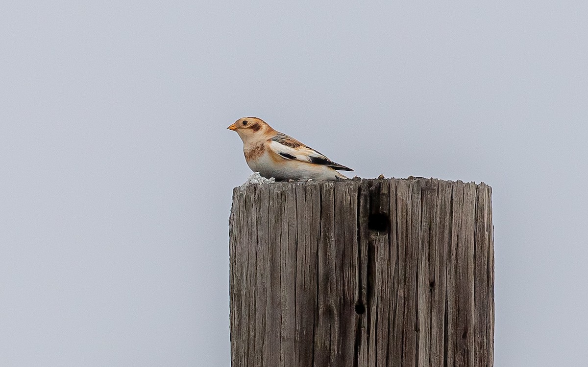 Snow Bunting - ML508021121