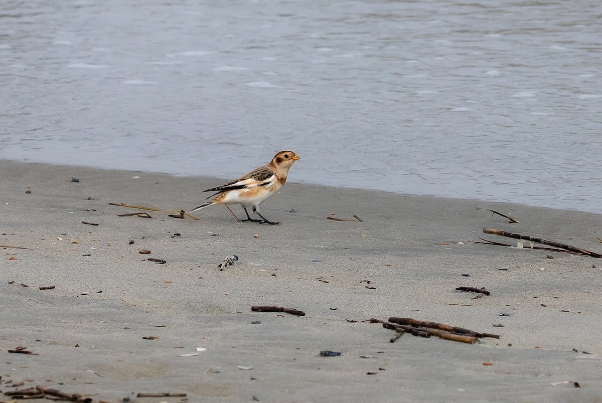 Snow Bunting - ML508021131