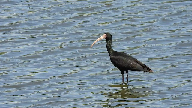 Ibis à face nue - ML508021591