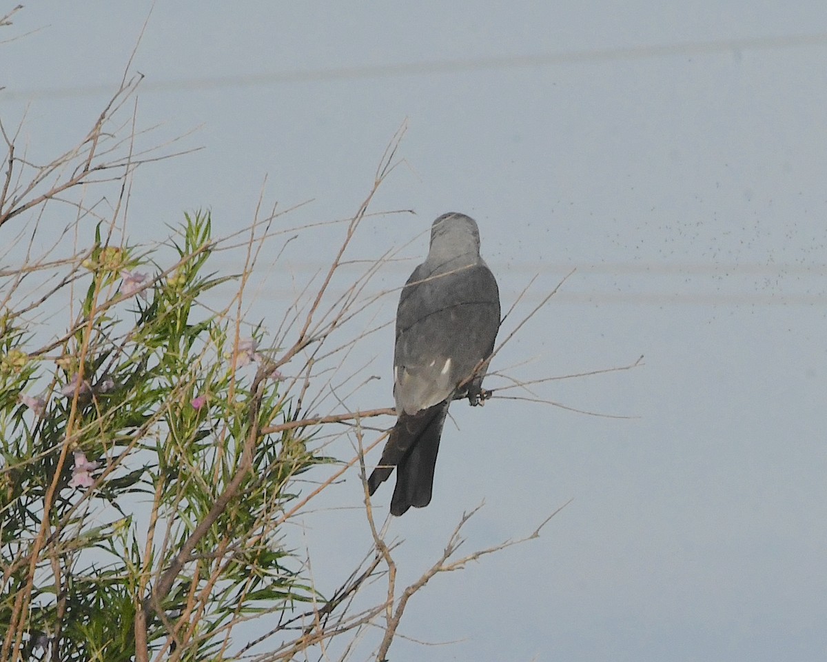 Mississippi Kite - ML508021731