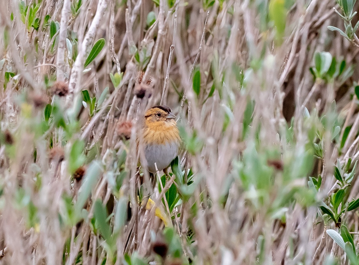 Nelson's Sparrow - ML508021761