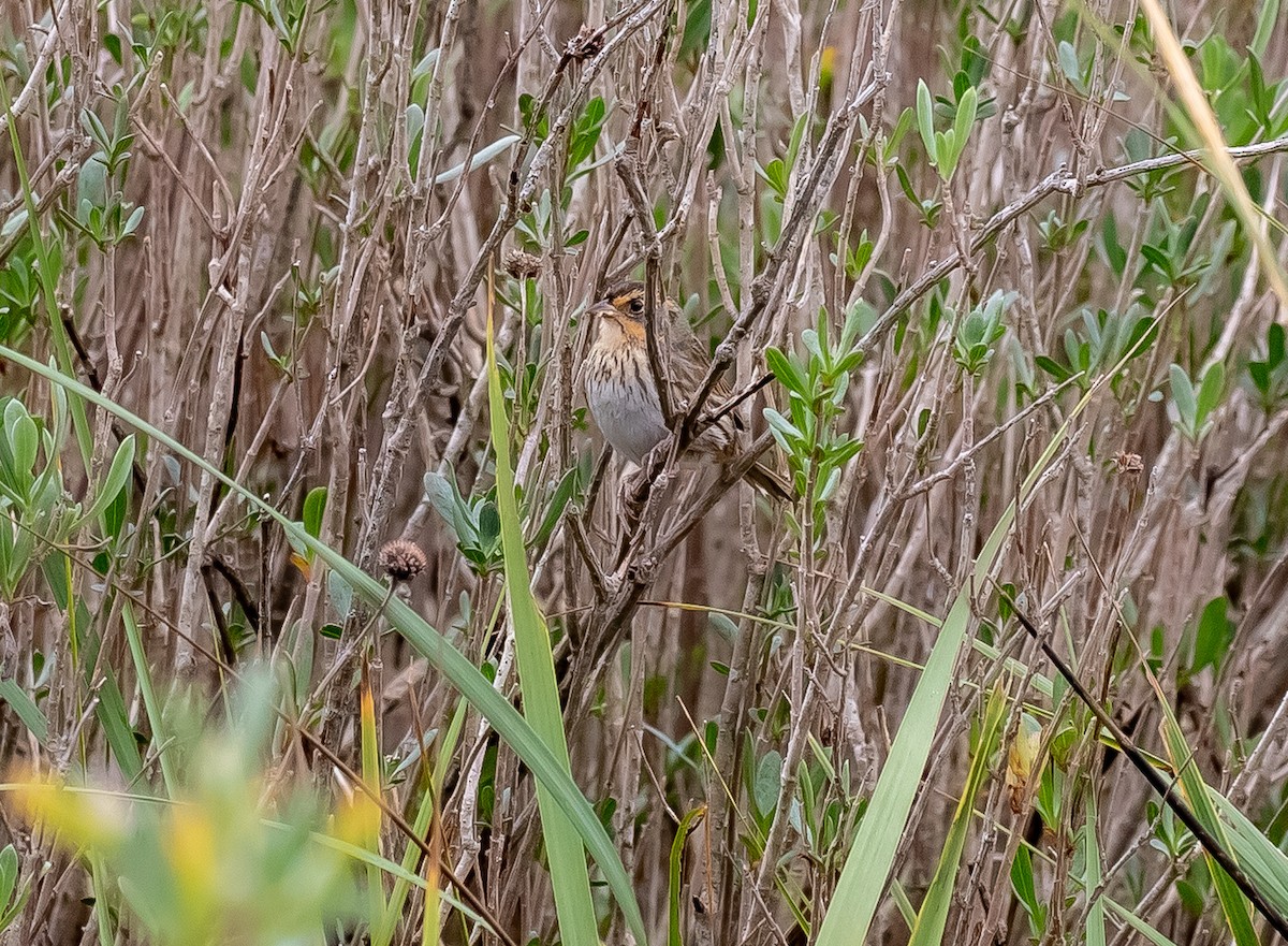 Saltmarsh Sparrow - ML508021851