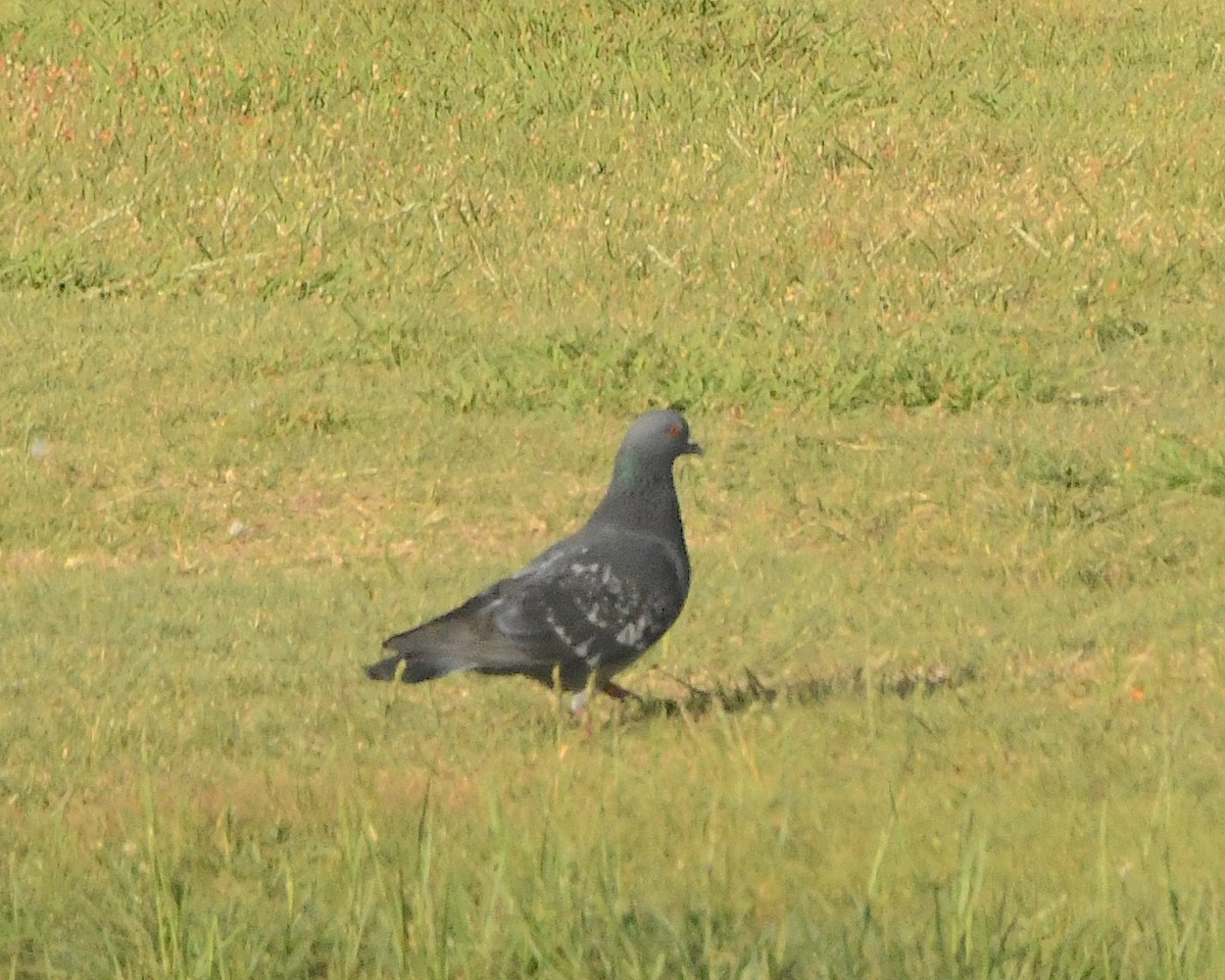 Rock Pigeon (Feral Pigeon) - ML508022191