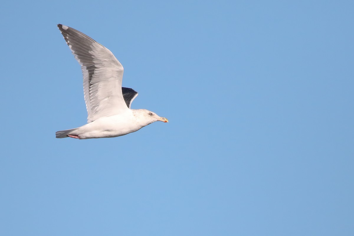 Slaty-backed Gull - Liam Hutcheson