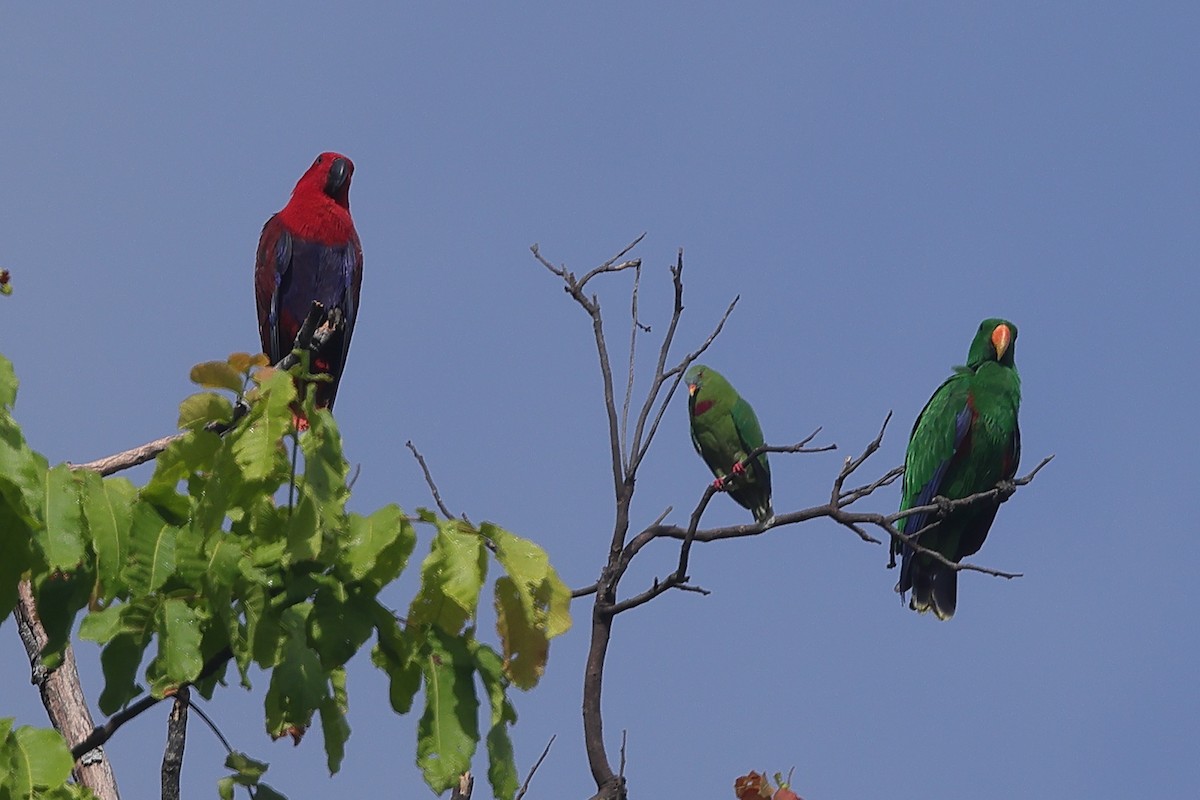 Claret-breasted Fruit-Dove - ML508024411