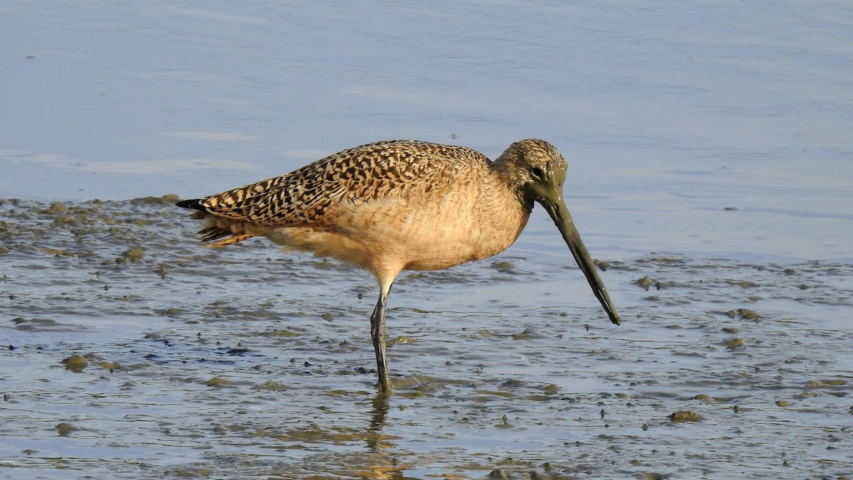 Marbled Godwit - ML508024821
