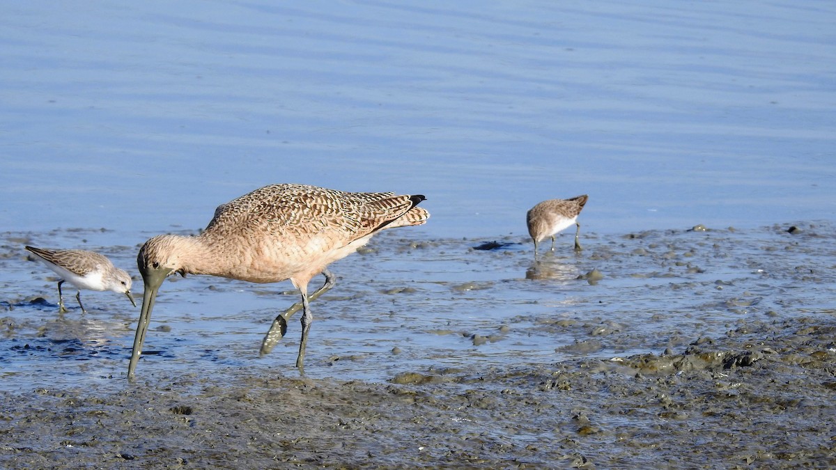 Marbled Godwit - ML508025671