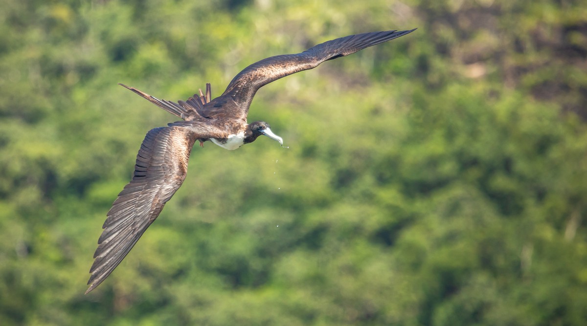 Magnificent Frigatebird - ML508026111