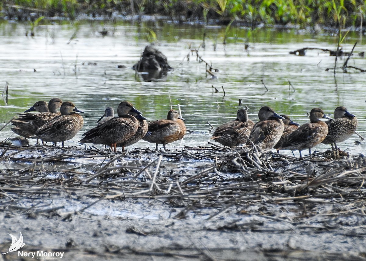 Blue-winged Teal - ML508027551
