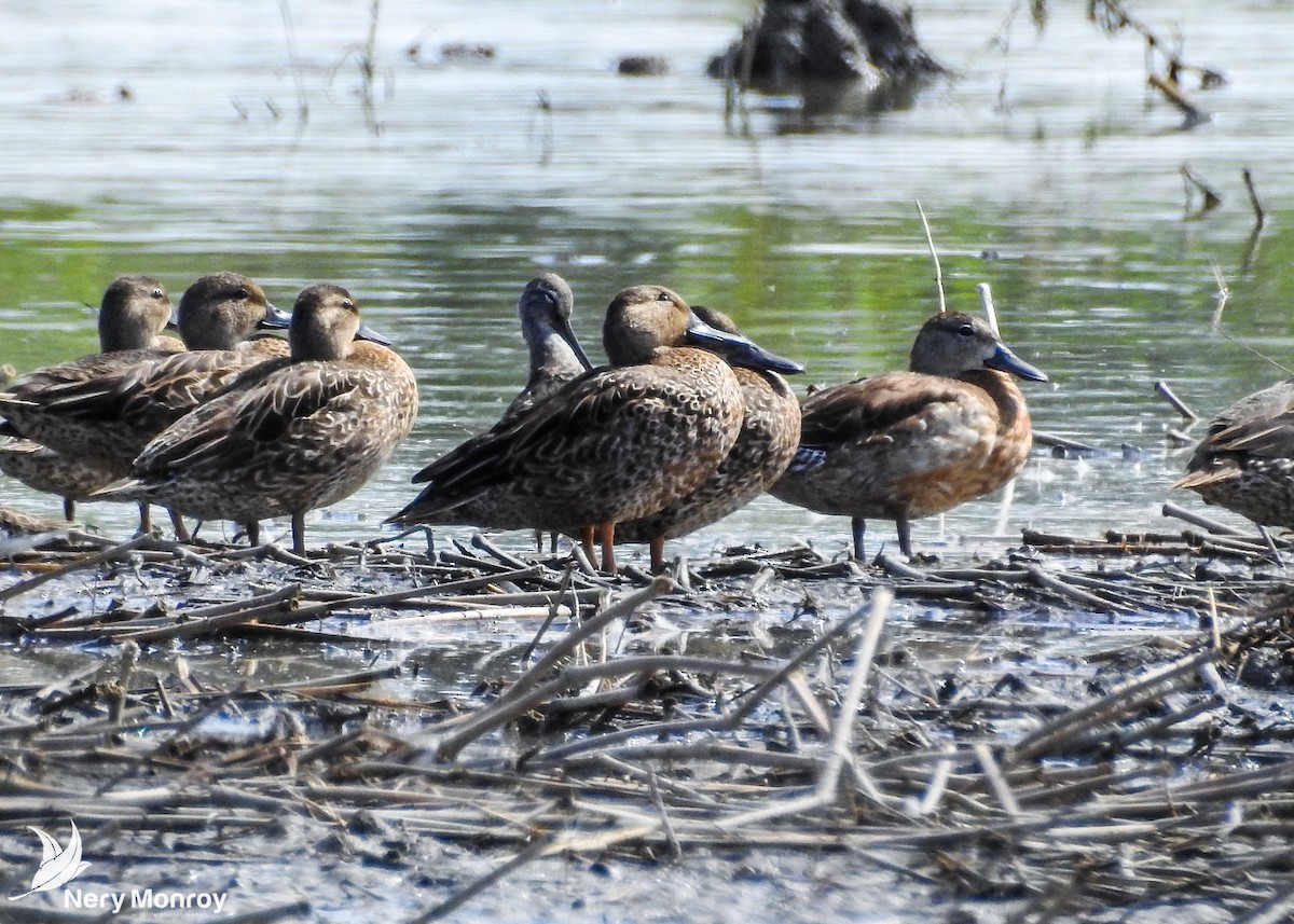 Blue-winged Teal - ML508027561