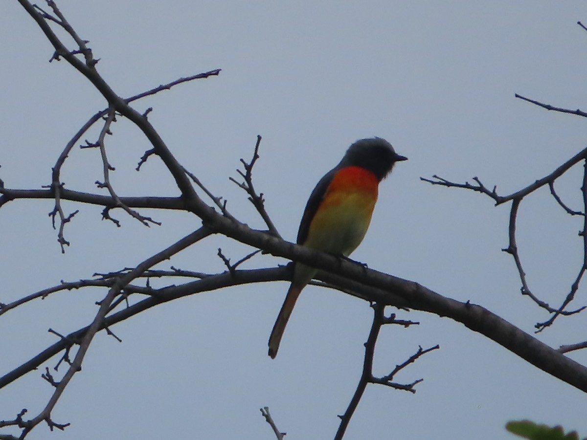 Small Minivet - J.A. Jensen