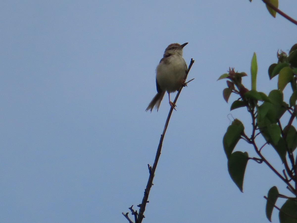 Prinia de Hodgson - ML508027911