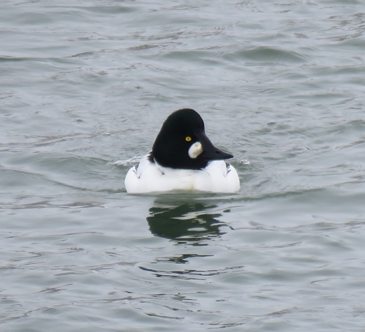 Common Goldeneye - ML50802811